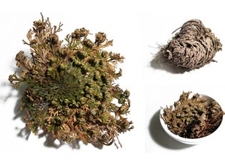 Jerikon ruusu Ihmekasvi